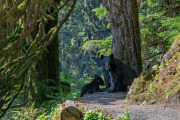 Black bears (sow and spring cub), Anan Creek