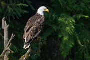bald eagle