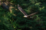 bald eagle