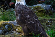 bald eagle