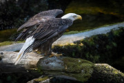 bald eagle