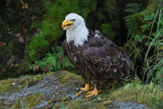 bald eagle