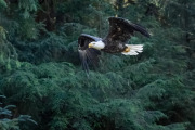 bald eagle