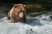 Coastal Brown Bear, Baranof Island