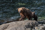 Coastal Brown Bear and spring cub, Baranof Island