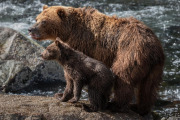 Coastal Brown Bear and spring cub, Baranof Island