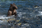 Coastal Brown Bear, Baranof Island