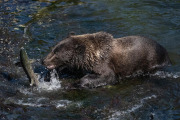 Coastal Brown Bear, Baranof Island