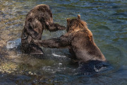 Coastal Brown Bear yearling cubs, Baranof Island