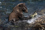 Coastal Brown Bear, Baranof Island