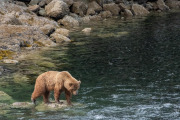 Coastal Brown Bear, Baranof Island