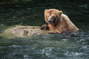 Coastal Brown Bear, Baranof Island