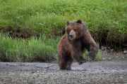 Coastal Brown Bear, Admiralty Island