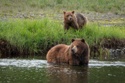 Coastal Brown Bear and cub, Admiralty Island