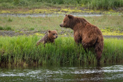 Coastal Brown Bear and cub, Admiralty Island