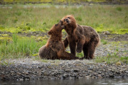 Coastal Brown Bear cubs, Admiralty Island