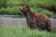Coastal Brown Bear, Admiralty Island