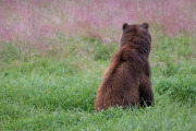 Coastal Brown Bear, Admiralty Island