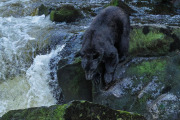 Black Bear, Anan Creek