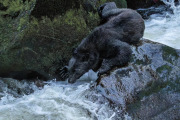 Black Bear, Anan Creek