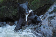 Black Bear, Anan Creek