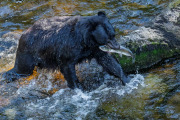 Black Bear, Anan Creek