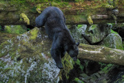 Black Bear, Anan Creek
