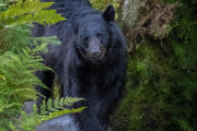 Black Bear, Anan Creek