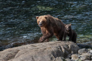 sow with cub