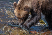 brown bear opening salmon