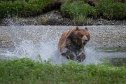 brown bear