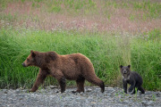 sow with cub