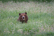 brown bear in sedge grass
