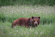 brown bear in sedge grass