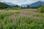 Alaskan fireweed near the Mendenhall Glacier