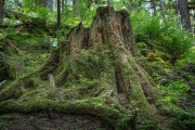 Tsongas National Forest
