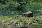 Tsongas National Forest