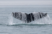 Humpback whale diving