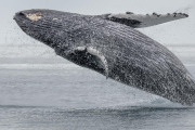 Humpback whale breaching