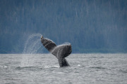 Humpback whale diving