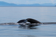 Humpback whale diving