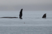 playful behavior with 2 humpback whales