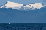 Humpback whale breaching