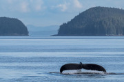 Humpback whale diving