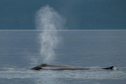 2 humpback whales spouting