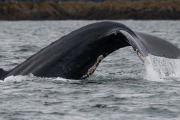 Humpback whale diving