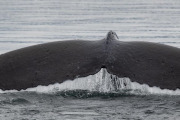 Humpback whale diving