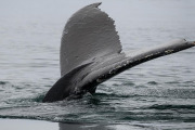 Humpback whale diving