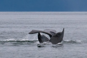 2 humpback whales diving