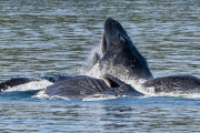 Humpback whales cooperative feeding